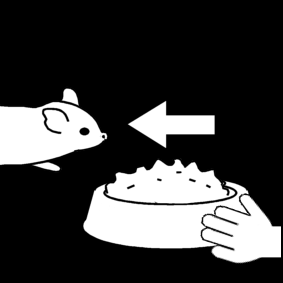 feed the degu